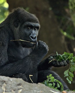 a gorilla sitting on top of a rock eating leaves