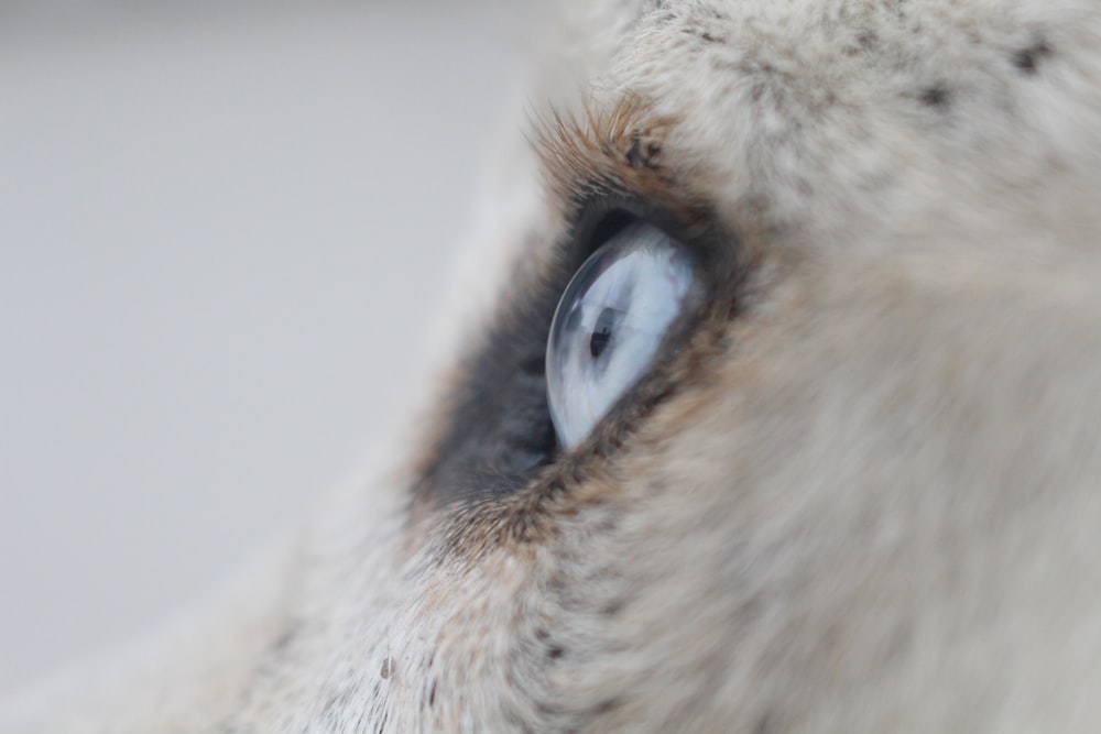白いオオカミの目のクローズアップ