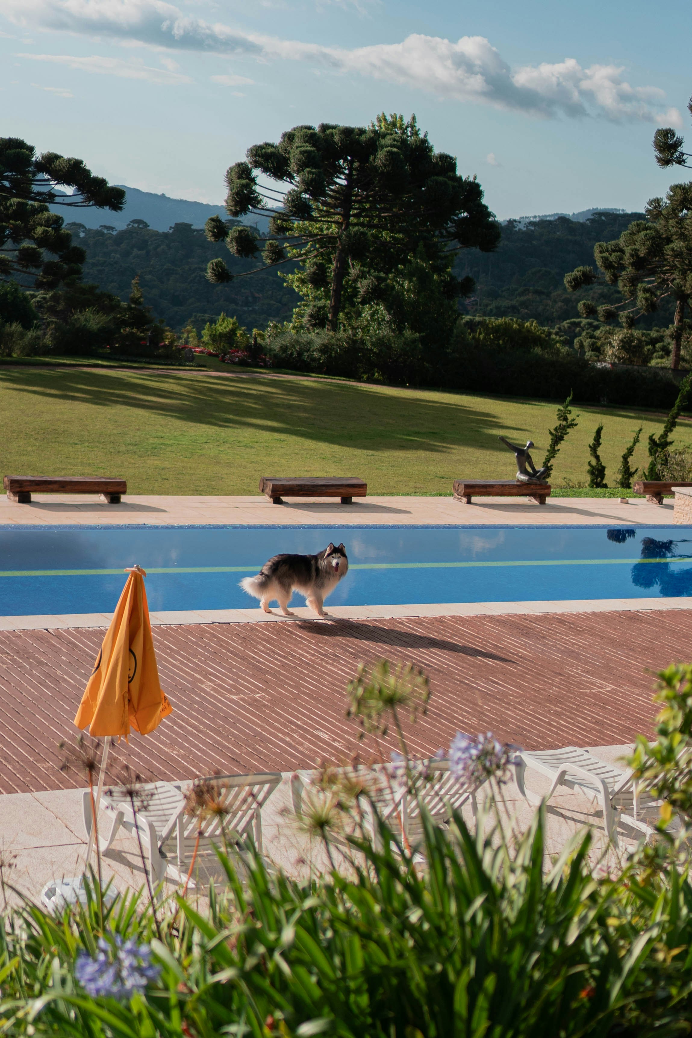 un perro husky parado a un lado de una alberca