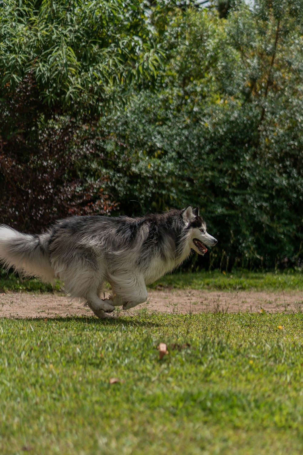 a dog running in the grass with a frisbee in its mouth