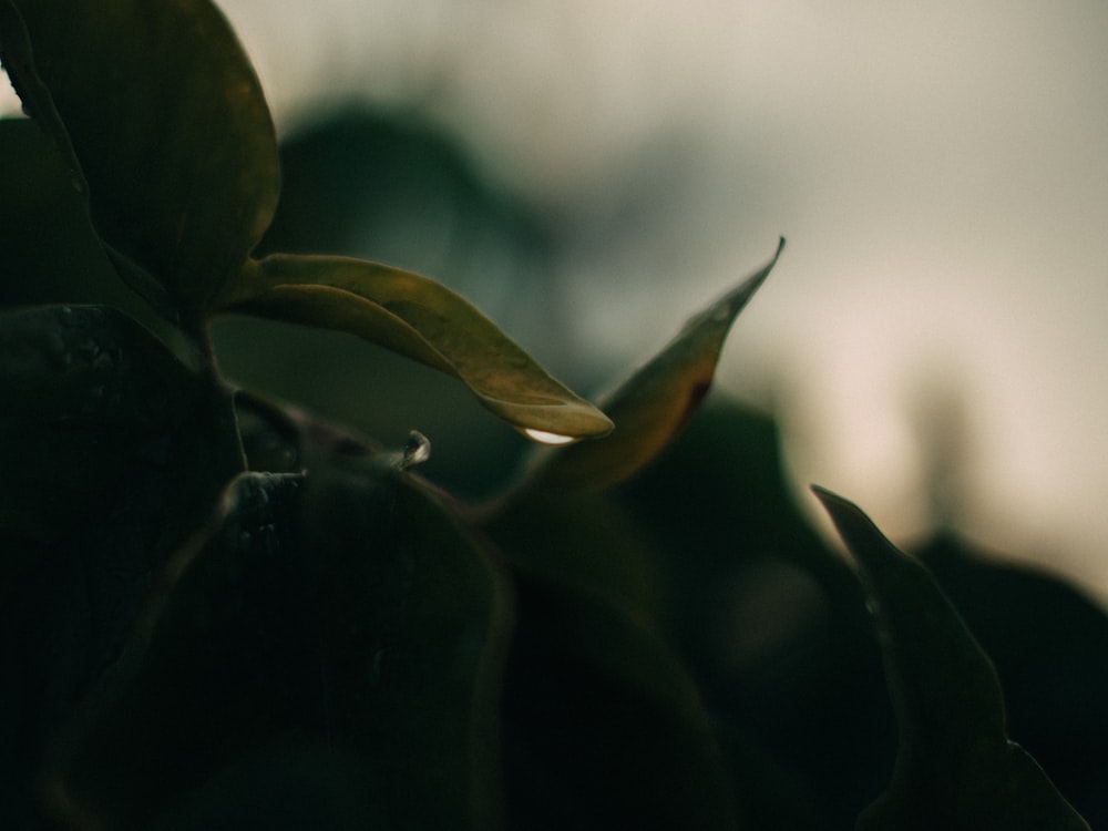 a close up of a leaf on a plant