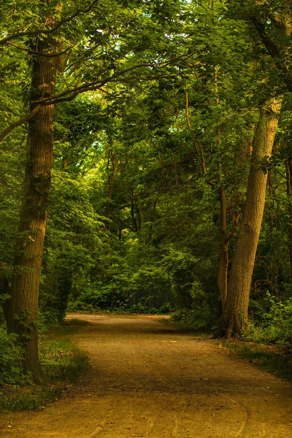 a dirt road in the middle of a forest