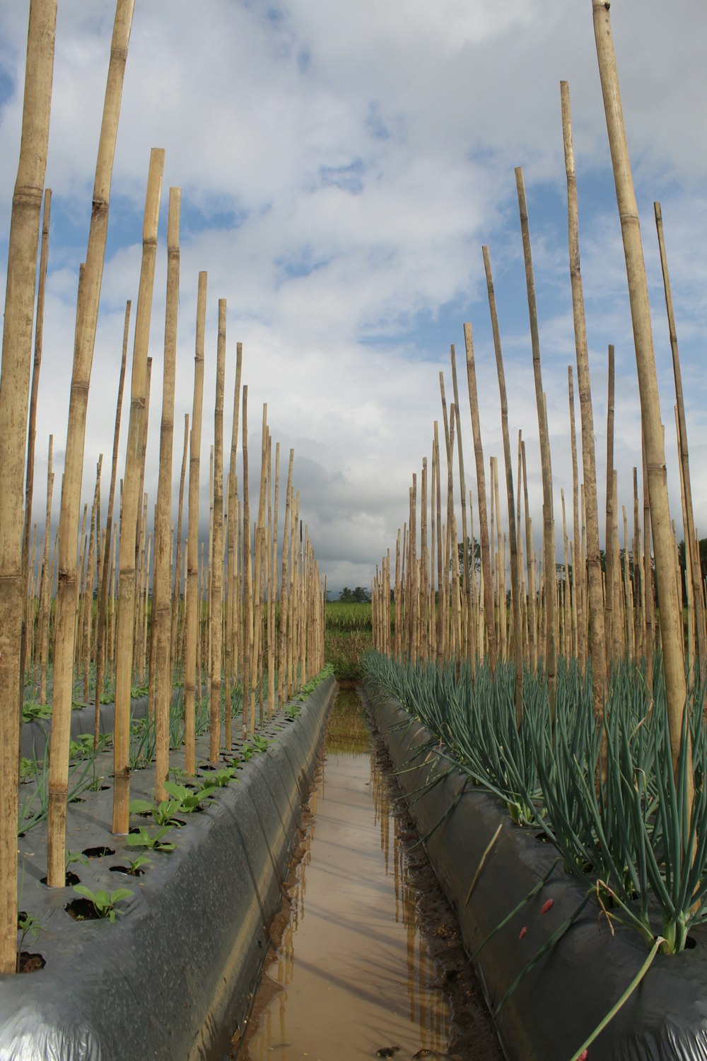 a row of trees that have been planted in a field