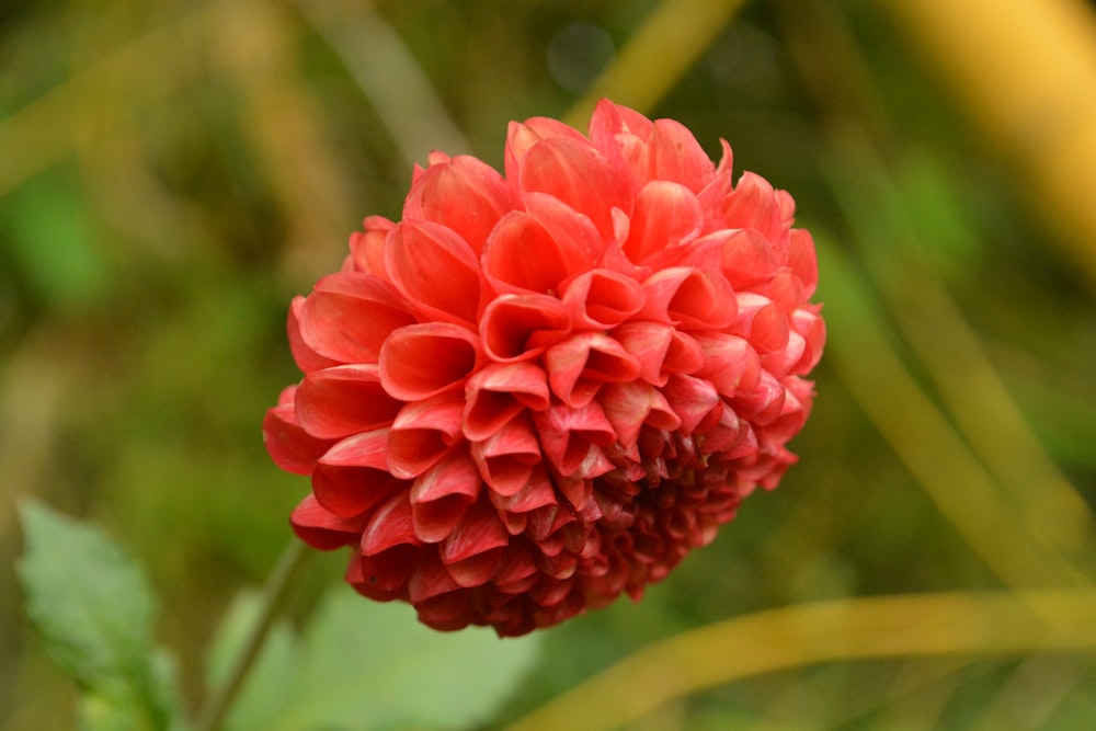 a red flower with green leaves in the background