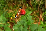 A vibrant butterfly resting on a bright flower in a natural garden setting