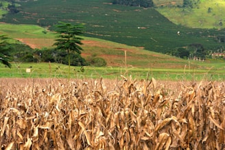 A field of dried corn plants stretches out in the foreground, with their brown leaves standing upright. In the background, lush green hills are interspersed with patches of red soil and sporadic tree cover. A solitary tall tree stands in the middle of the field, contrasting against the dry corn and green landscape.