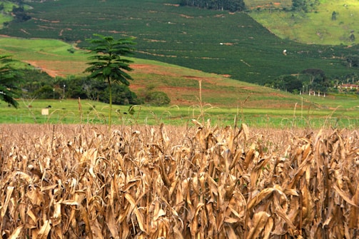 A field of dried corn plants stretches out in the foreground, with their brown leaves standing upright. In the background, lush green hills are interspersed with patches of red soil and sporadic tree cover. A solitary tall tree stands in the middle of the field, contrasting against the dry corn and green landscape.