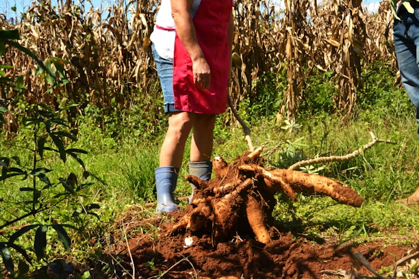 A person standing in a field wearing a red apron and blue boots, next to a freshly harvested large cassava root partially covered in soil. The background features tall, dried plants and green grass.