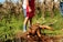 A person standing in a field wearing a red apron and blue boots, next to a freshly harvested large cassava root partially covered in soil. The background features tall, dried plants and green grass.