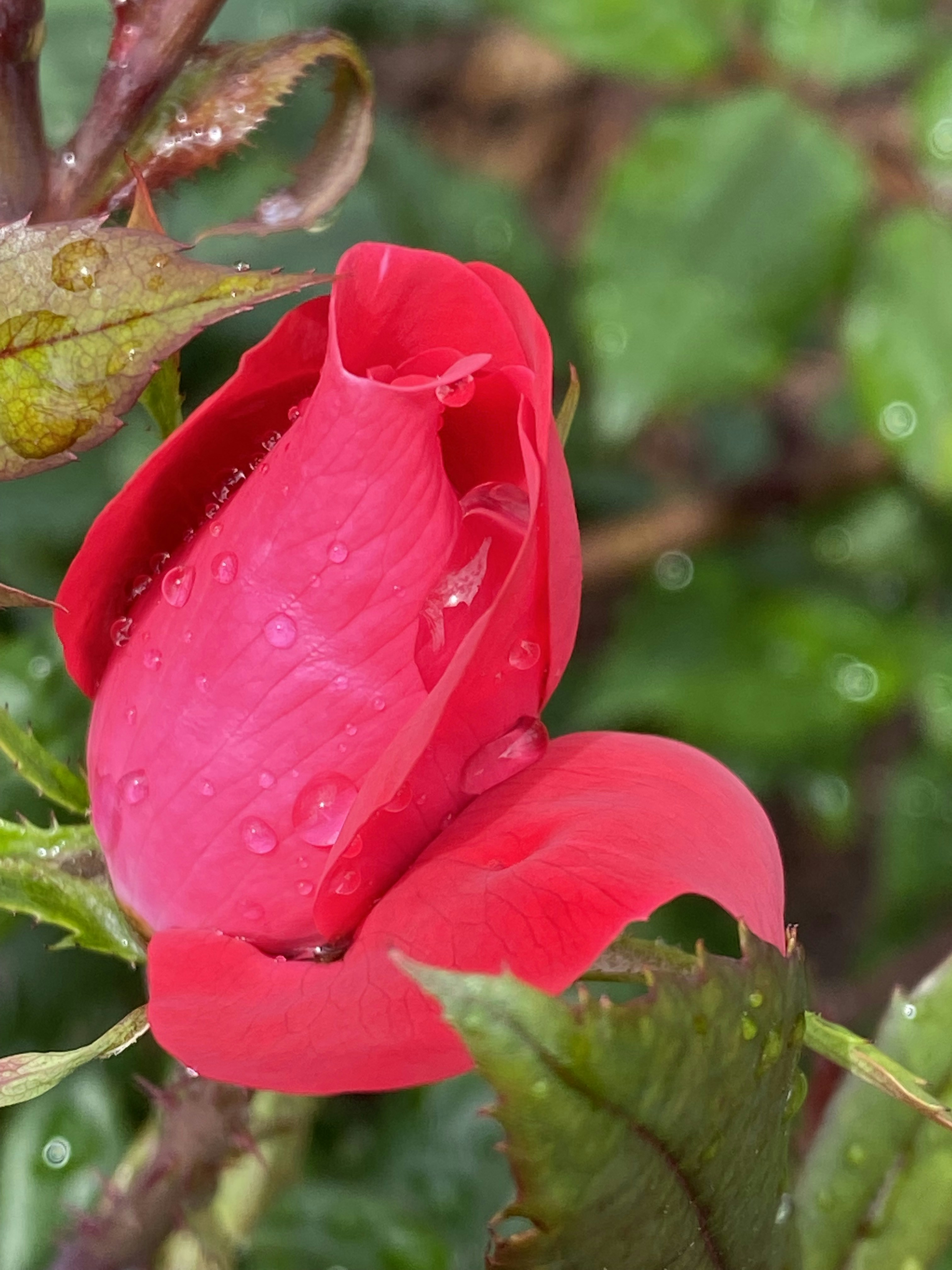 Photo by amlfountain