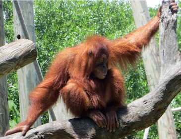 Close-up of an orangutan resting on a tree branch in the forest.