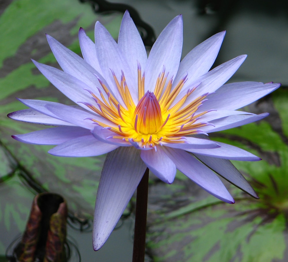 a purple flower with yellow center surrounded by water lilies