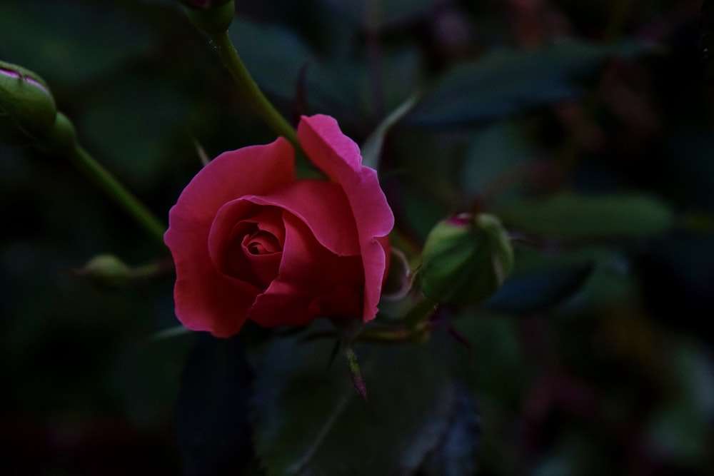 uma única rosa vermelha está florescendo em um jardim