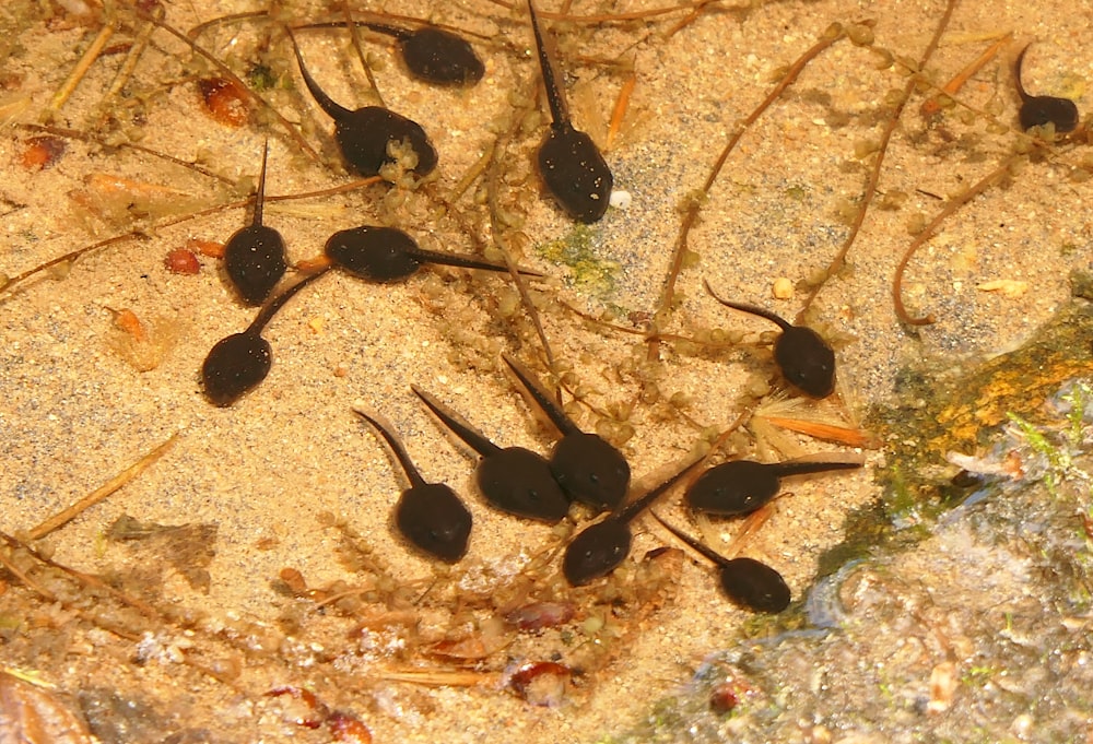 a group of small black bugs crawling on sand