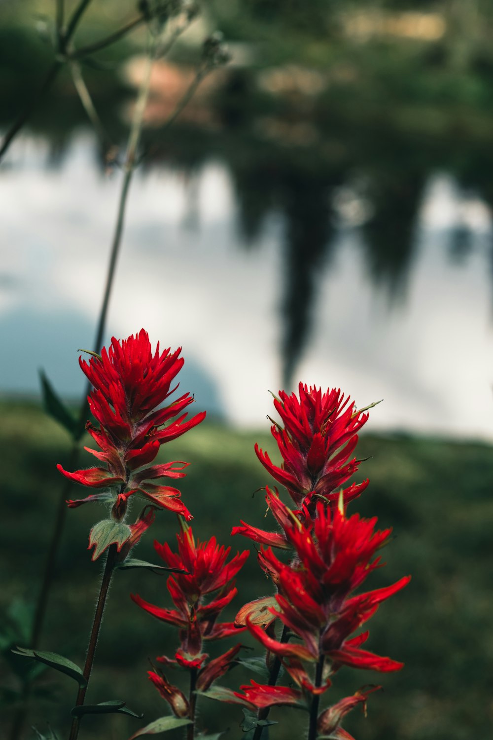 red flowers in front of a body of water