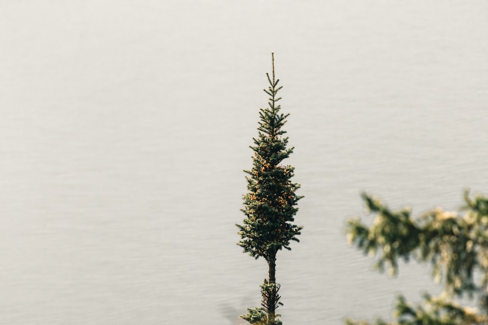 a lone pine tree in front of a body of water