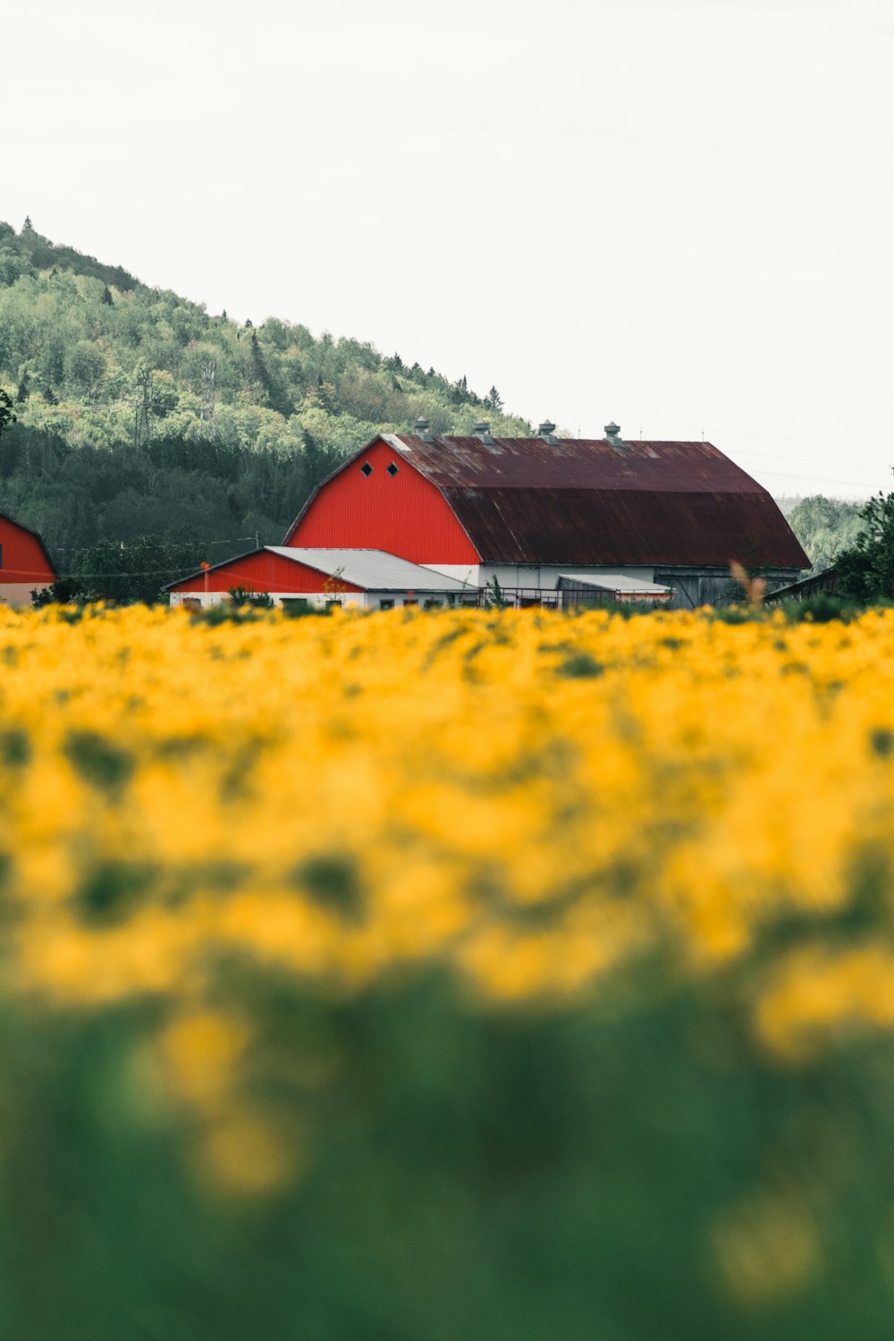 a field of yellow flowers with a red barn in the background