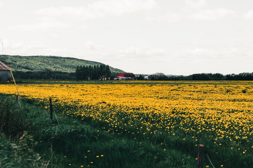 a field of yellow flowers with a barn in the background