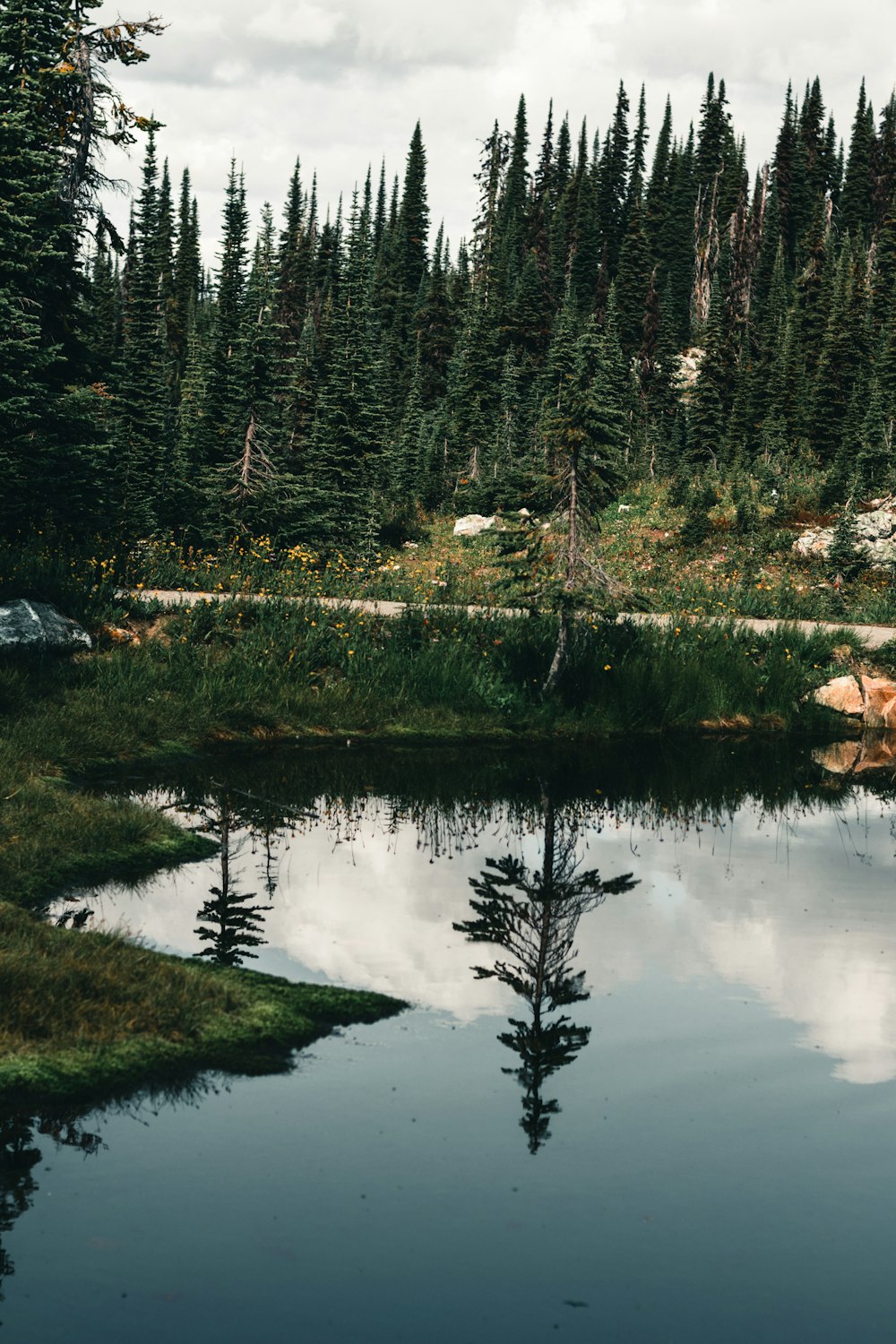 a small lake surrounded by trees and grass