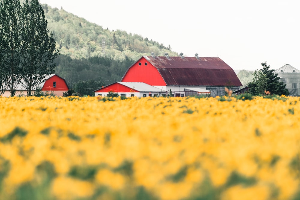 Un campo de flores amarillas con un granero rojo en el fondo