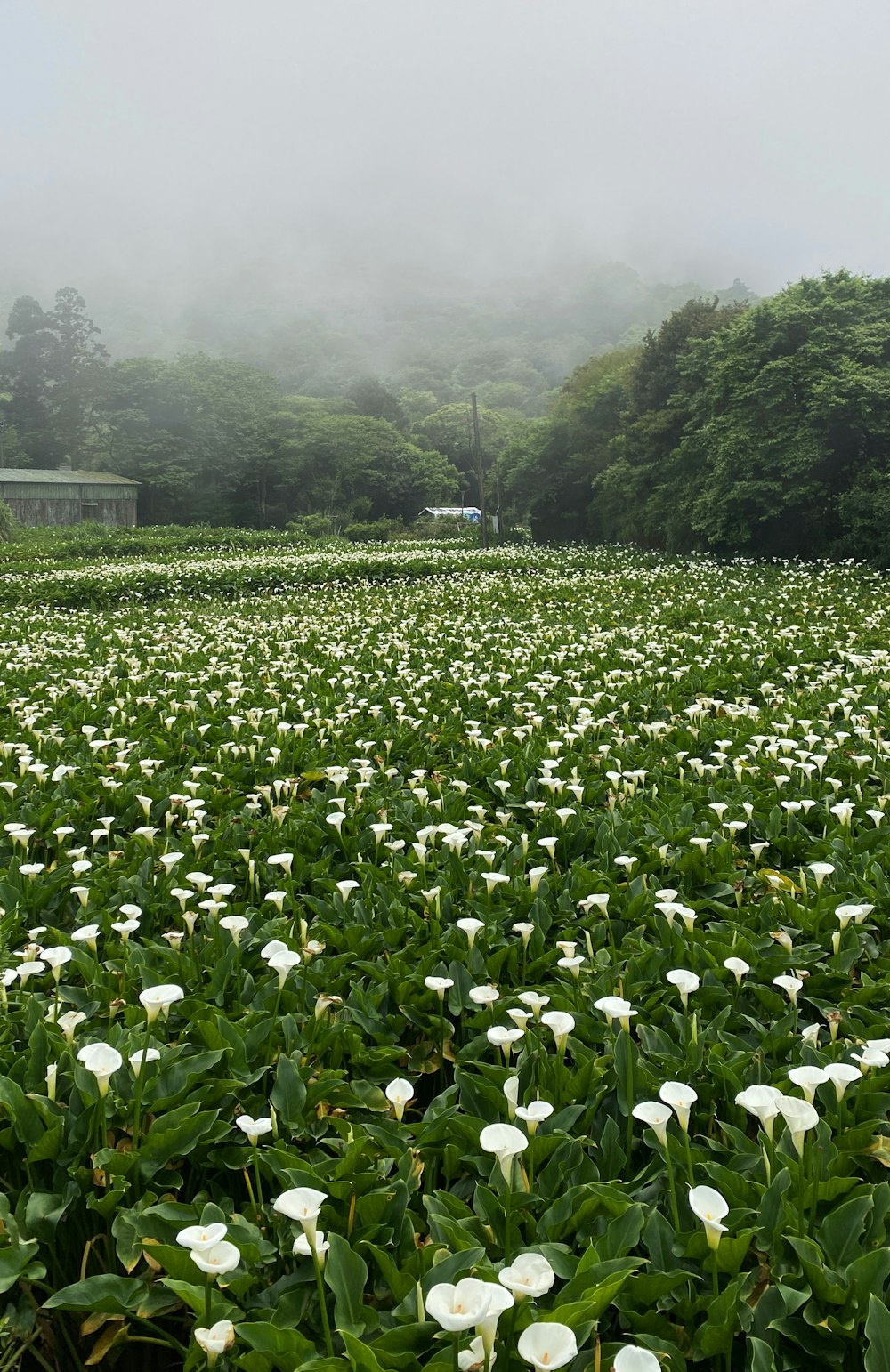 a field of white flowers on a foggy day