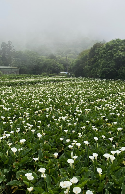 竹子湖海芋花田白色花海