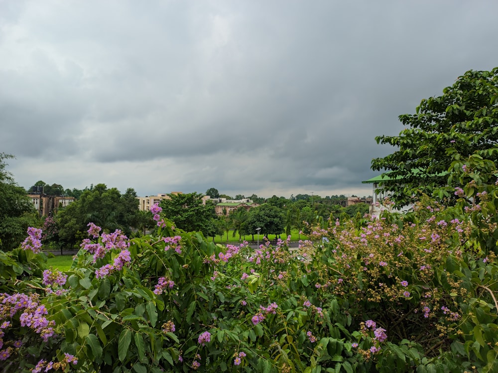 a field of purple flowers under a cloudy sky