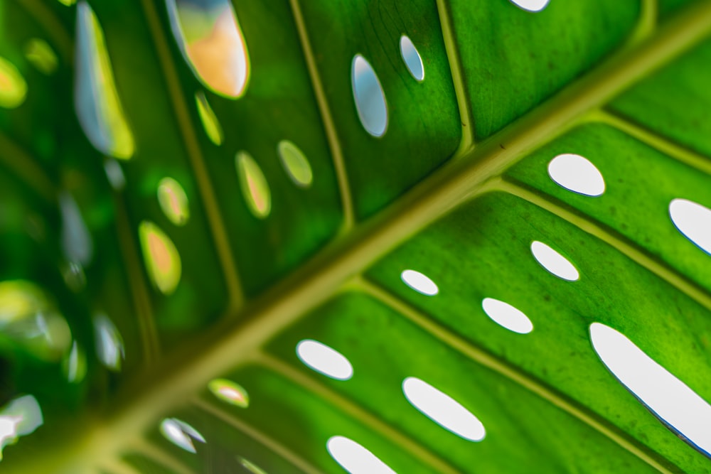 a close up of a large green leaf