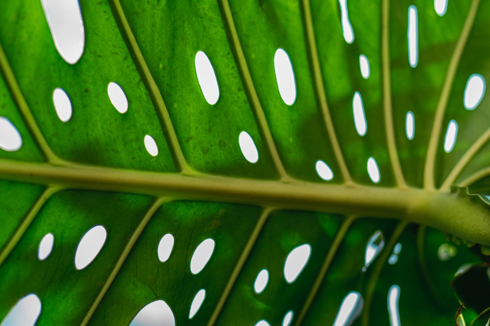 a large green leaf with white dots on it