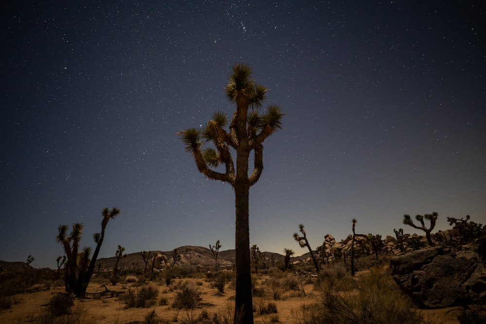 a night sky with stars above a desert landscape