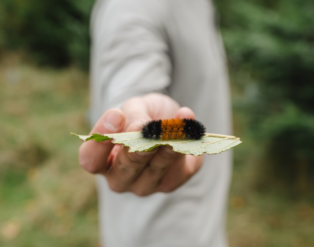 a person holding a leaf with a caterpillar on it