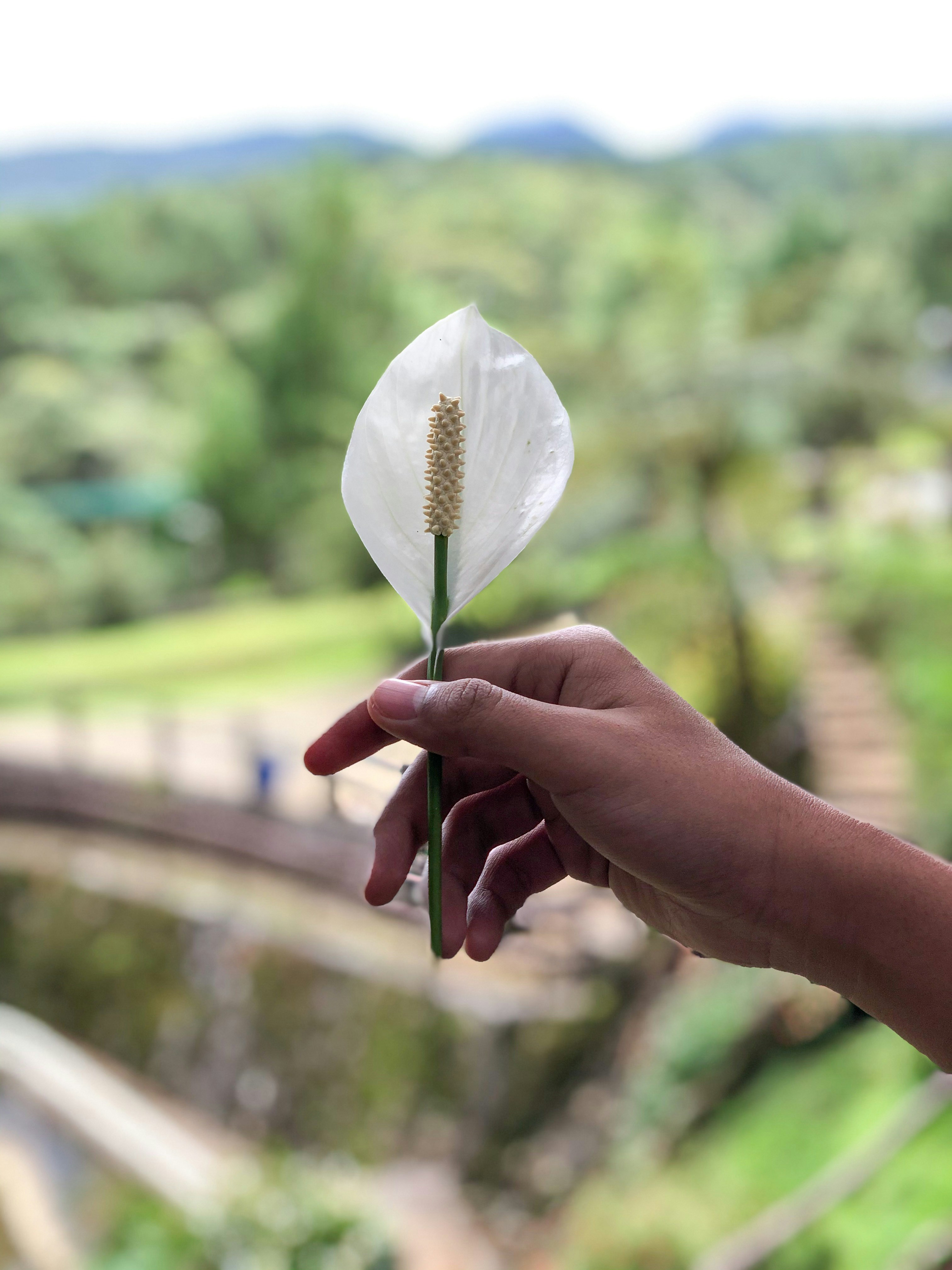 a person holding a flower in their hand