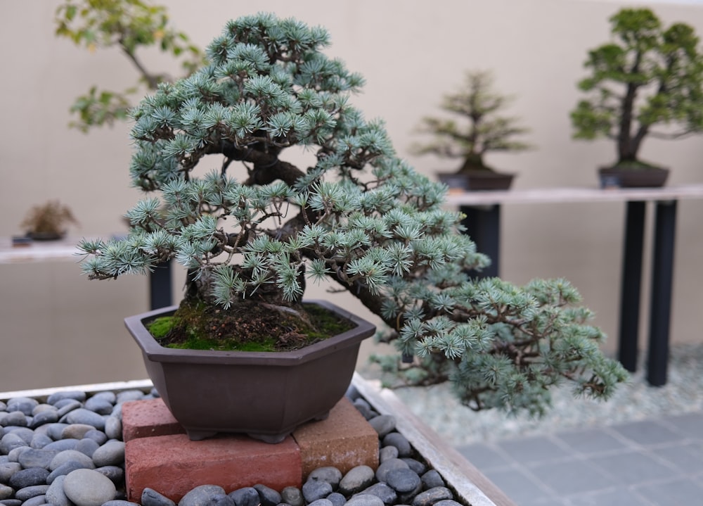 a bonsai tree in a pot on a rock garden