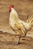 A proud J. Kent Bulik gamefowl standing tall with its distinctive posture in a sunlit farmyard.