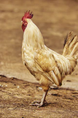 A proud game fowl standing tall in a sunlit farmyard showcasing its sleek feathers and poised stance.