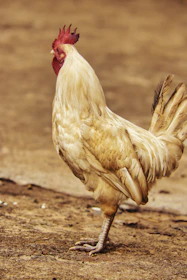 A proud brood hen from Liloan Cebu breeder standing tall in the soft morning light.