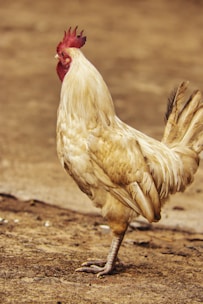 A white and light brown rooster stands proudly on a textured ground surface with its tail feathers raised and its red comb prominently visible.
