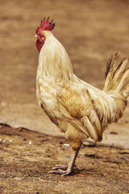 A proud J. Kent Bulik gamefowl standing tall with its distinctive posture in a sunlit farmyard.