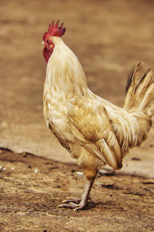 A proud Iraq Hatch rooster standing tall, radiating intensity and power.