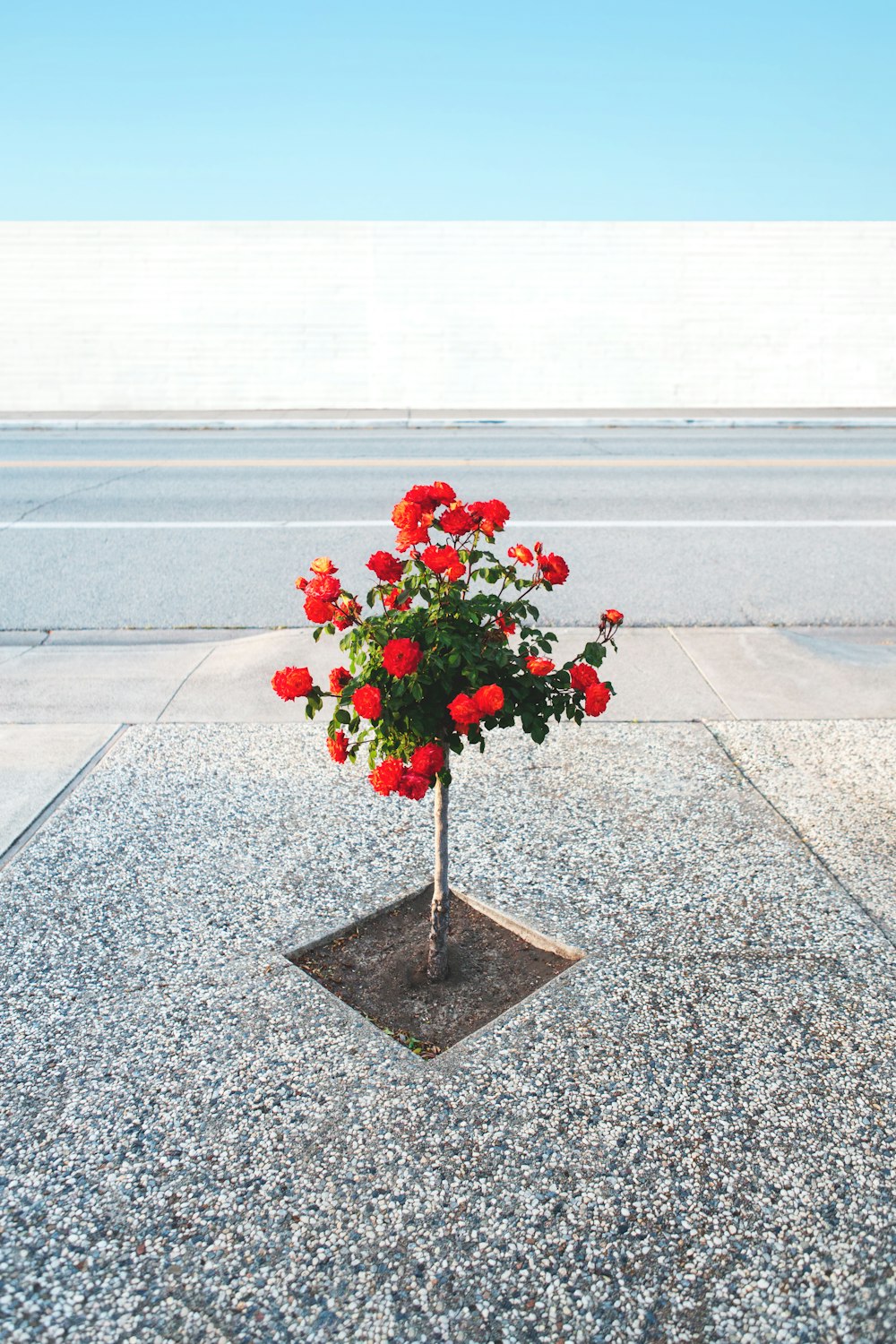 a potted plant with red flowers on a sidewalk