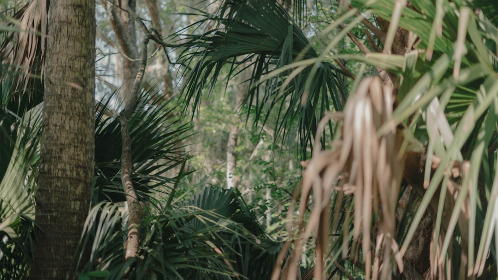 a lush green forest filled with lots of trees