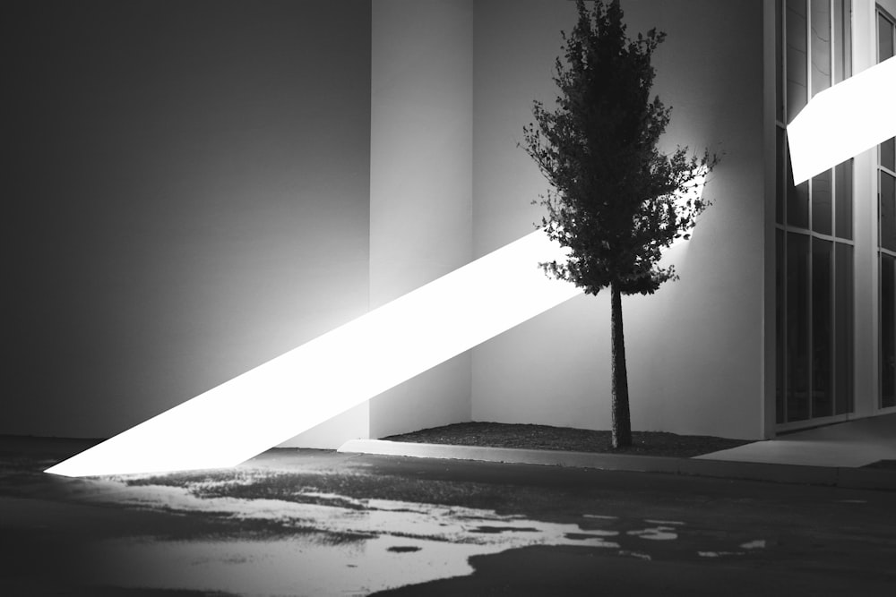 a black and white photo of a tree in front of a building