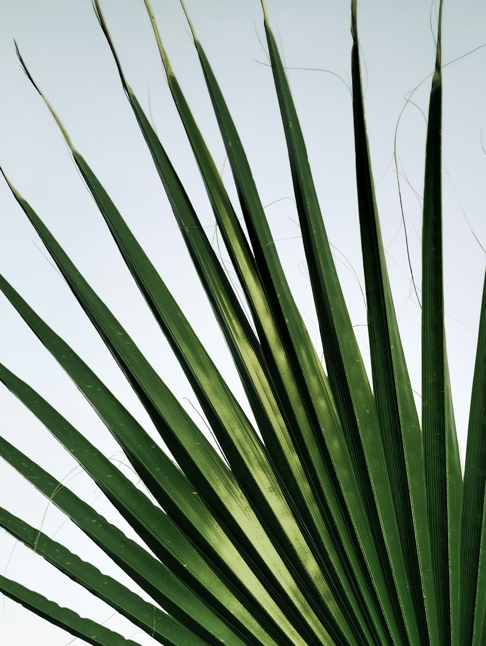 a close up of a palm tree with sky in the background