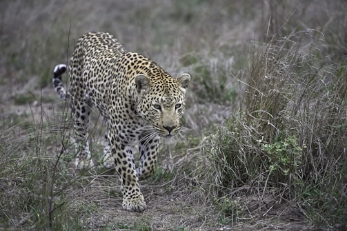 A leopard is walking through dry, grassy terrain, its spotted coat providing a striking contrast against the muted background. The predator appears focused, with its gaze directed forward as it navigates the natural habitat.