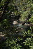 A quiet creek flowing between smooth stones with sunlight filtering through leaves.