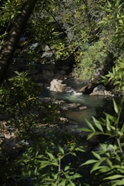 A serene creek flowing gently beside lush green fields under a warm sunset at Murray Creekside Farm.