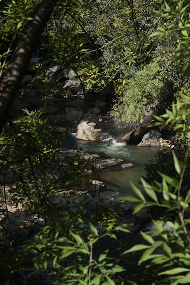 A serene creek with crystal-clear water gently flowing over smooth stones, surrounded by lush greenery.