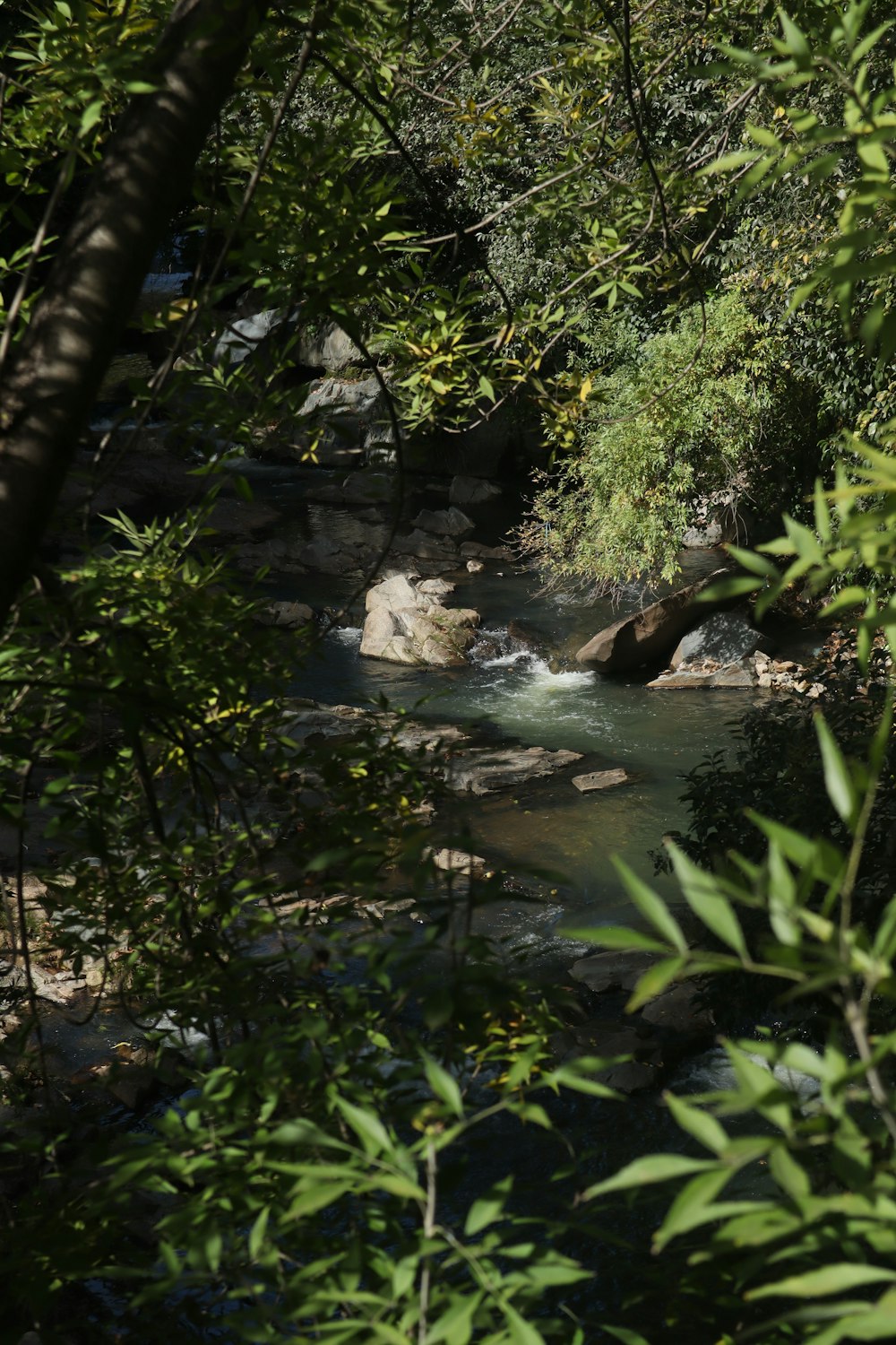 a stream running through a lush green forest