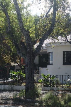 A large tree with a textured trunk stands prominently in front of a white residential building. The tree is lush with green leaves and is surrounded by a small garden with various plants. Behind the tree, part of the building's facade can be seen, which includes a black-framed window and a white wall. There is a metal fence that separates the garden from the sidewalk.