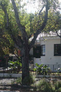 A large tree with a textured trunk stands prominently in front of a white residential building. The tree is lush with green leaves and is surrounded by a small garden with various plants. Behind the tree, part of the building's facade can be seen, which includes a black-framed window and a white wall. There is a metal fence that separates the garden from the sidewalk.